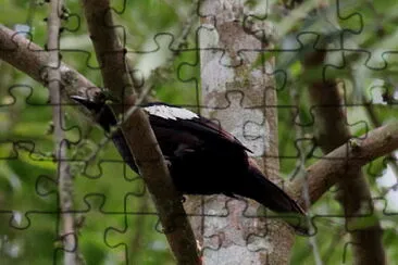 Bulbul nero e bianco jigsaw puzzle