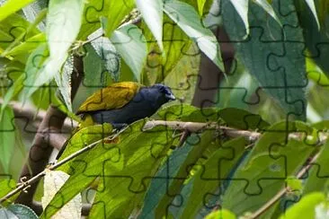 Bulbul ventregrigio jigsaw puzzle