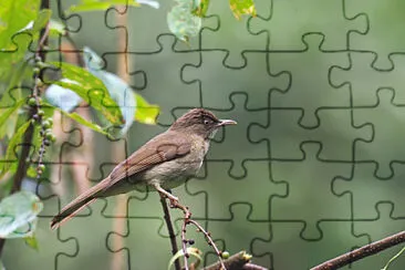 Bulbul ventilato jigsaw puzzle