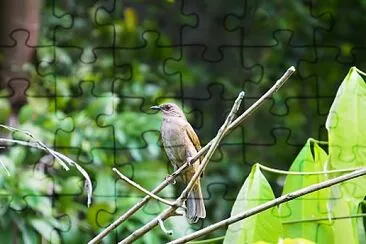 Bulbul ventreoliva jigsaw puzzle