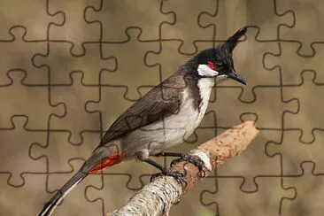 Bulbul dai mustacchi rossi