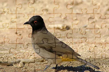 Bulbul occhirossi