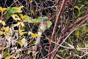 Bulbul delle filippine