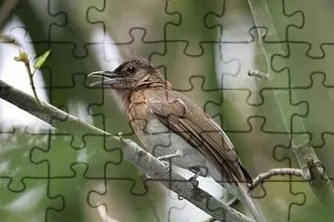 Bulbul di zamboanga jigsaw puzzle