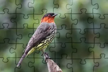 Cotinga crestacastana jigsaw puzzle