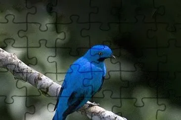 Cotinga maynana