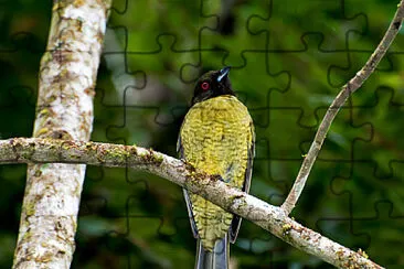 Beccabacca testanera jigsaw puzzle