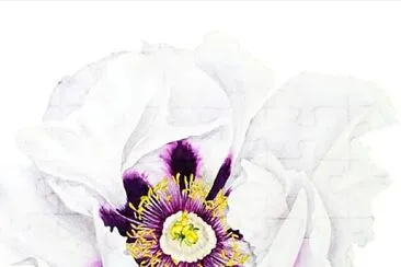 flores jigsaw puzzle