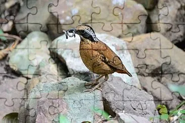 פאזל של Pitta ornata