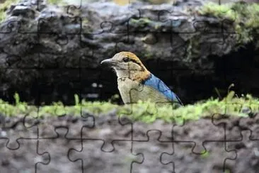 Pitta di schneider