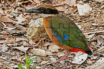 Pitta delle mangrovie jigsaw puzzle