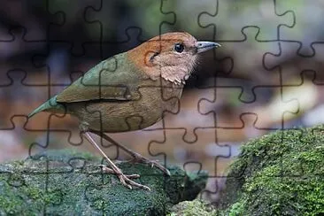 Pitta oatesi jigsaw puzzle