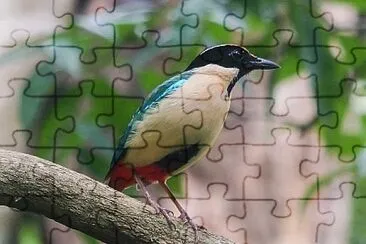 Pitta elegante