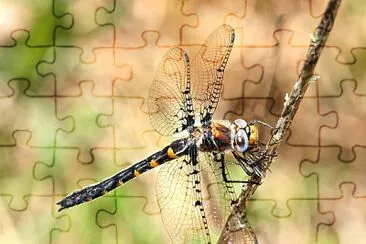 Helocordulia selysii jigsaw puzzle