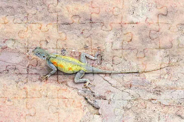 Agama impalearis