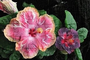 flores