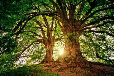 פאזל של Arbol, puesta de sol