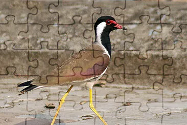 Pavocella indiana dalle caruncole rosse jigsaw puzzle