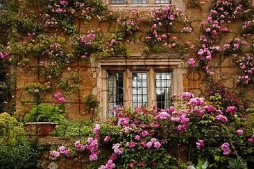 flores