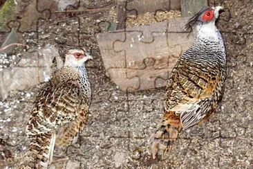 Fagiano di wallich jigsaw puzzle