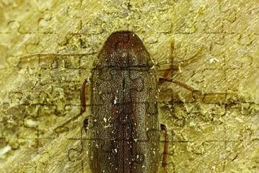 Ermobius abietis jigsaw puzzle