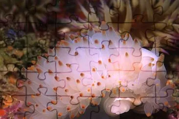 Janolus nakaza jigsaw puzzle