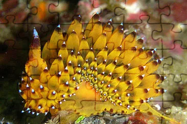 Jonalus savinkini jigsaw puzzle