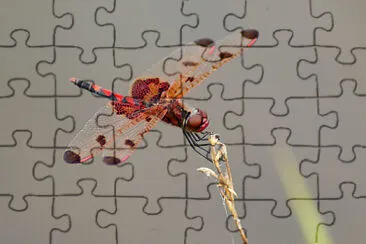 Celitemis elisa jigsaw puzzle