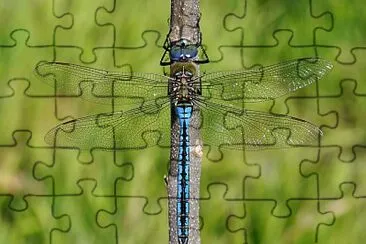 Anax imperator jigsaw puzzle