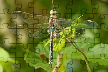 Anax parthenope jigsaw puzzle
