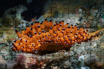 Janolus sp jigsaw puzzle