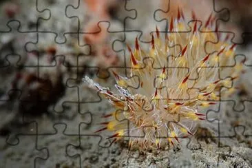 Janolus toyamensis jigsaw puzzle