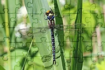 Brachytron pratense jigsaw puzzle