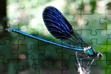 Calopteryx splendens