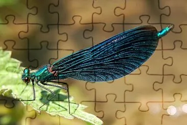 Calopteryx viridis