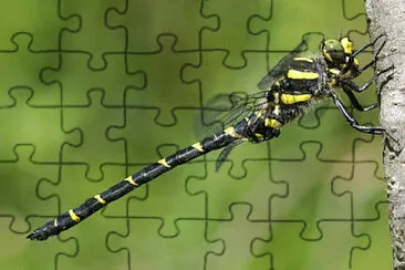 Cordulegaster bidentata