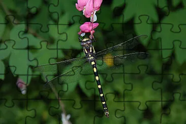 Cordulegaster dorsalis