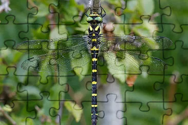 Cordulegaster picta