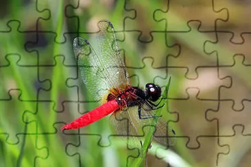 Aethriamanta brevipennis jigsaw puzzle