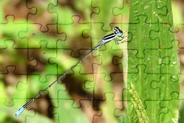 Aciagrion occidentale jigsaw puzzle