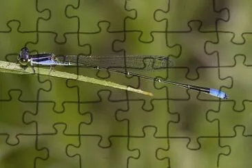 Aciagron approximas jigsaw puzzle
