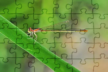 Agriocnemis pygriae jigsaw puzzle
