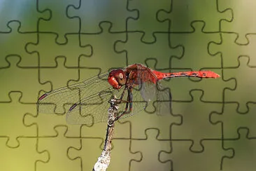 Diplacodes bipunctata jigsaw puzzle