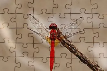 Diplacodes haenatodes jigsaw puzzle
