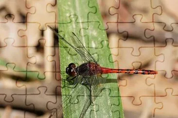 Diplacodes melanopsis jigsaw puzzle