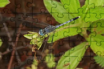 Diplacodes triviaris jigsaw puzzle