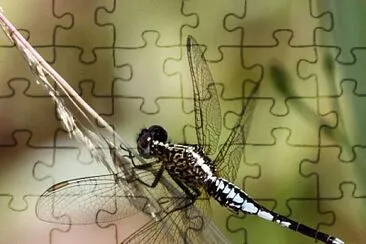 Acisoma inflatum jigsaw puzzle