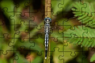 Acisoma panorpoides jigsaw puzzle