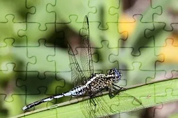Acisoma variegatum jigsaw puzzle
