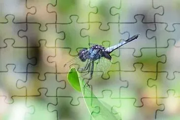 Aethriamanta aethra jigsaw puzzle
